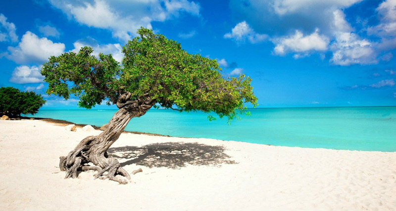 Eagle Beach, Aruba, Divi Tree