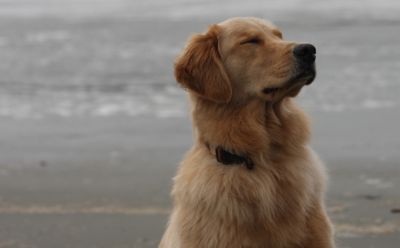 Happy dog at Carrillo Beach!