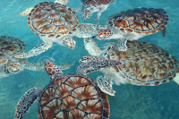 Turtles at Isla Mujeres