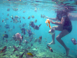 Snorkeling at Baby Beach, Aruba