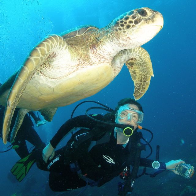 Scuba diving in Fernando de Noronha