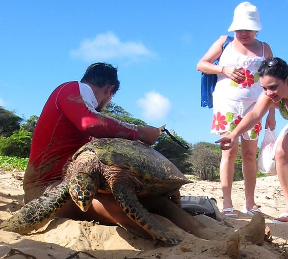 Guided tour of nesting turtles