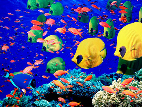 Snorkelling and scuba diving in Cozumel is a main attraction with great coral reefs.