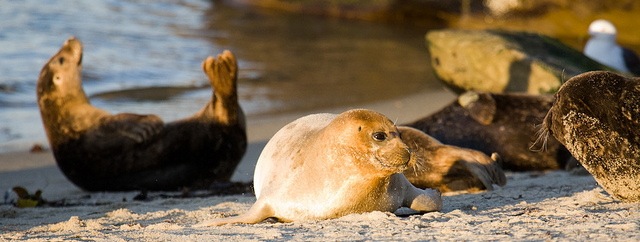 Seals at Children's Beach, La Jolla