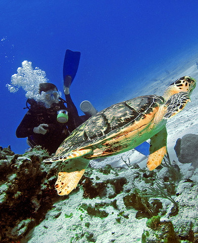 Great scuba diving in Cozumel